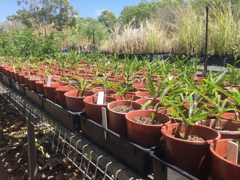 Conservation Volunteers Australia Townsville - Ocean View Nursery - Accommodation 4U 2