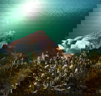 Cuttlefish Diving  Snorkeling EVERYDAY May -August - Accommodation 4U