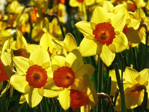 Daffodils At Rydal - Accommodation 4U 1