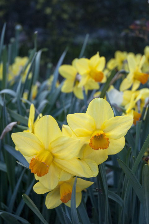 Daffodils At Rydal - Accommodation 4U 2