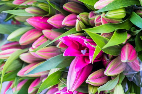 Harvest Launceston Community Farmers' Market - Accommodation 4U 0