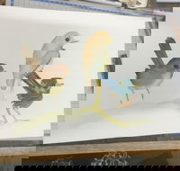 Ink  Watercolour Wash Illustration Workshop - Accommodation 4U