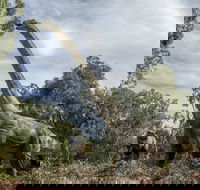 Lost Sanctuary at Healesville Sanctuary - Accommodation 4U