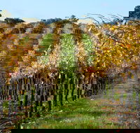 Miners Ridge Wine Tasting - Accommodation 4U