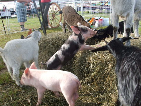 Primex Field Days - Online Virtual Event - Accommodation 4U 2