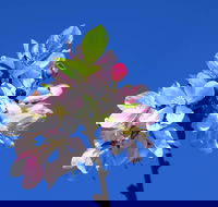 Spring time at Hunter Valley Gardens - Accommodation 4U