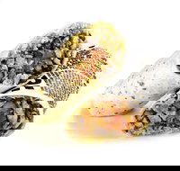 Guzman y Gomez - Hamilton - Accommodation 4U