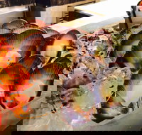 Cafe at the Hyatt Regency Perth - Accommodation 4U