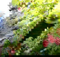 Springwood Farm Berries - Accommodation 4U