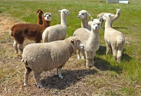 The Farmer's Place - Accommodation 4U 2