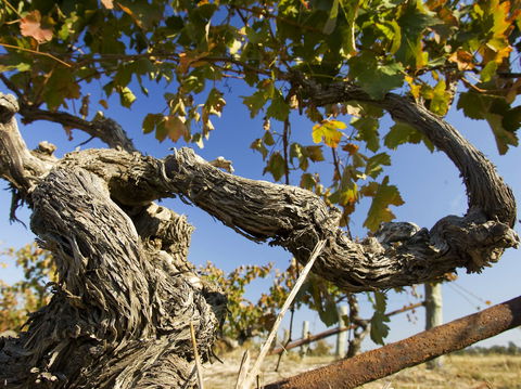 Jones Winery & Vineyard - Accommodation 4U 2