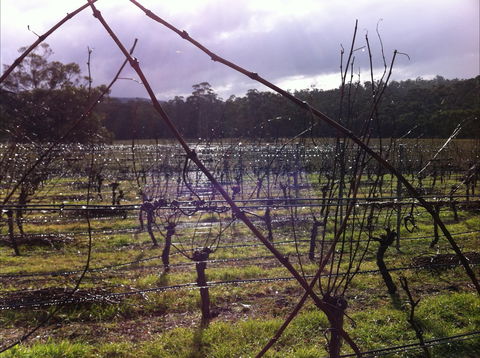 Darlington Vineyard - Accommodation 4U 0