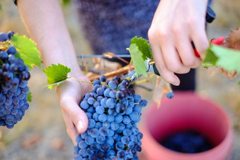 Red Feet Wines - Accommodation 4U 1