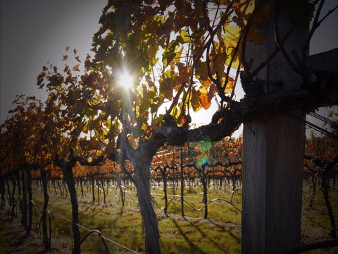 Pyramids Road Wines - Accommodation 4U 0