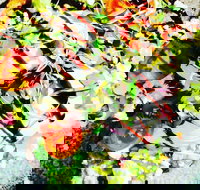 Hangar Cafe And Restaurant - Airport West - Accommodation 4U