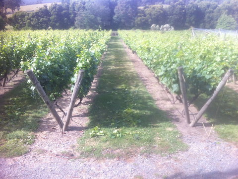 Providence Vineyards - Accommodation 4U 1