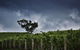 Dalrymple Vineyards - thumb 0