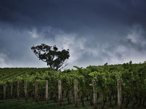 Dalrymple Vineyards - Accommodation 4U 0