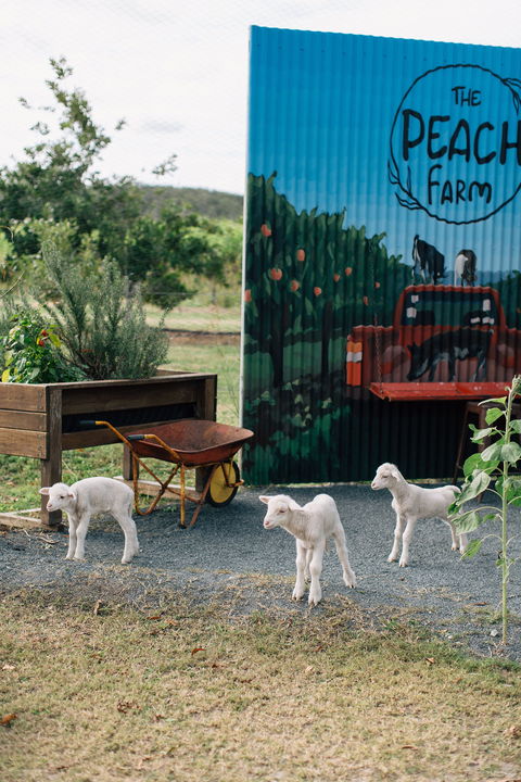 The Peach Farm - Accommodation 4U 2