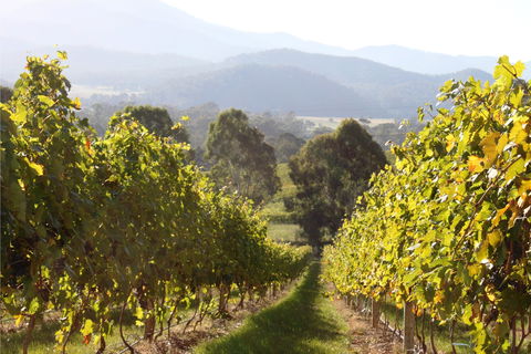 Pizzini Wines King Valley - Accommodation 4U 2