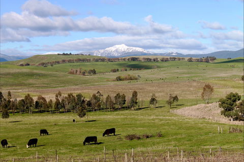 Delatite Winery - Accommodation 4U 0