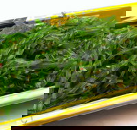 Sushi Blue - Accommodation 4U