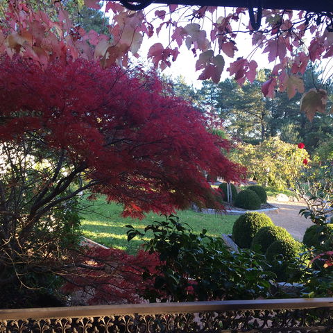 The Scented Rose Garden And Teahouse - Accommodation 4U 1
