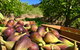 Glen Ewin Estate - thumb 2
