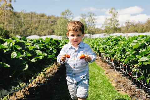 Hillwood Berries Farmgate & Pick Your Own - Accommodation 4U 0