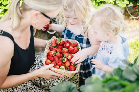 Hillwood Berries Farmgate & Pick Your Own - Accommodation 4U 2