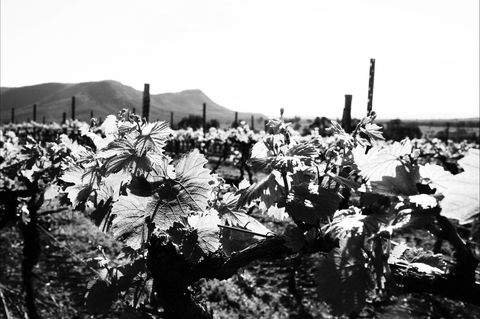 Ballabourneen Wine Co - Accommodation 4U 0