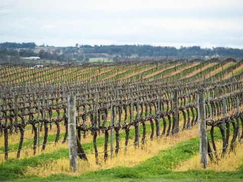 Clovely Estate Vineyard Cellar Door - Accommodation 4U 2