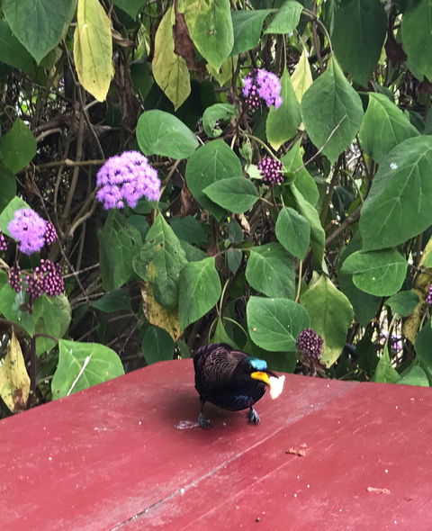 Ivy Cottage - Accommodation 4U 1