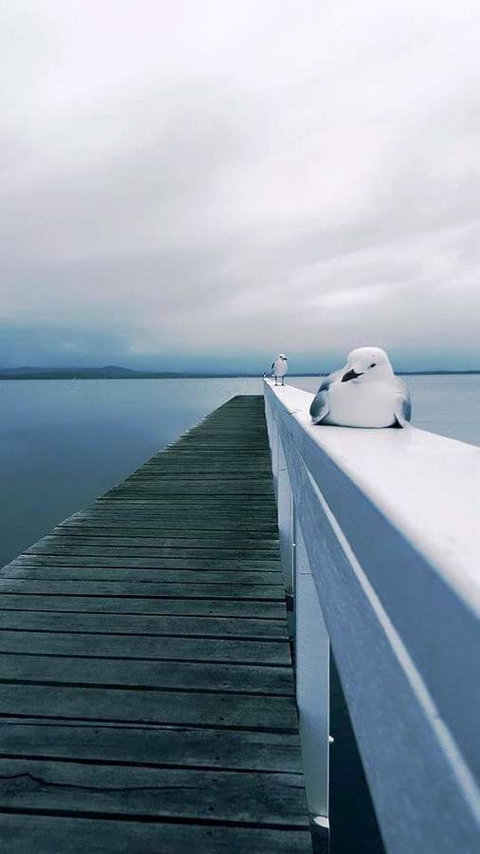 Lakeside Waterfront Apartment The Entrance - Accommodation 4U 19