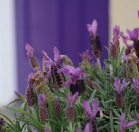 The Purple Door on Seaview - Accommodation 4U