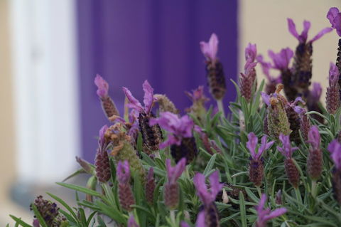 The Purple Door On Seaview - Accommodation 4U 0