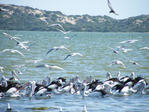 Coorong Waterfront Retreat - Accommodation 4U 25