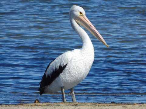 Coorong Waterfront Retreat - Accommodation 4U 29