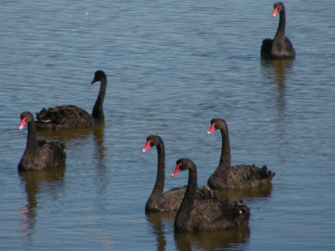 Coorong Waterfront Retreat - Accommodation 4U 26
