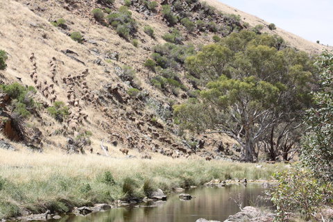 Rabbiters Hut - Accommodation 4U 29