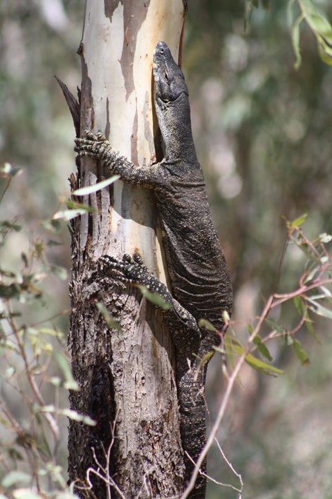 Rabbiters Hut - Accommodation 4U 30