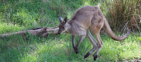 Longwood Retreat - Accommodation 4U 36