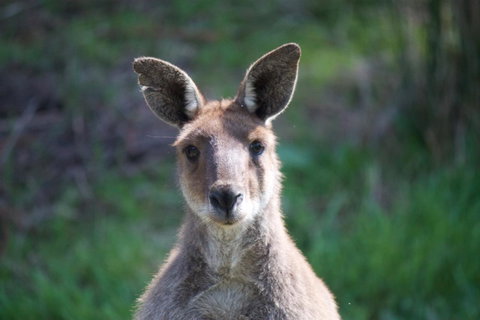 Longwood Retreat - Accommodation 4U 35