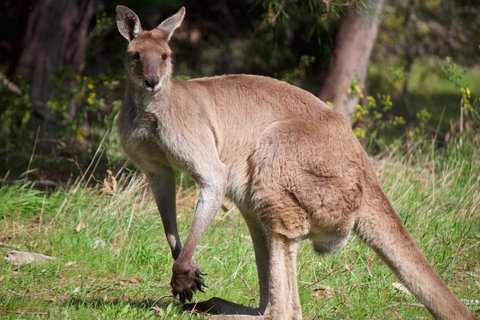 Longwood Retreat - Accommodation 4U 34