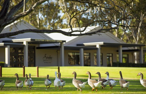 Serafino McLaren Vale - Accommodation 4U 17