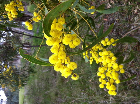 Clare Valley Cabins - Accommodation 4U 31