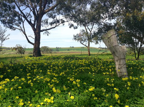 Clare Valley Cabins - Accommodation 4U 14