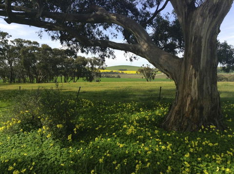 Clare Valley Cabins - Accommodation 4U 1