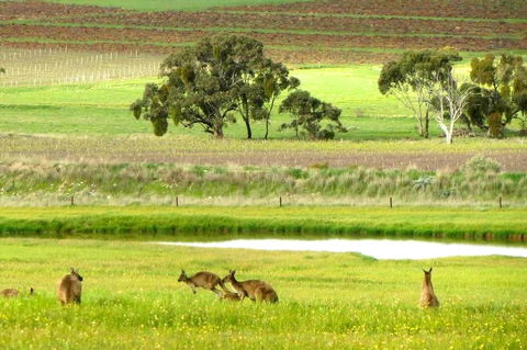 Clare Valley Cabins - Accommodation 4U 35