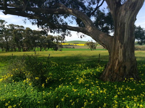 Clare Valley Cabins - Accommodation 4U 21